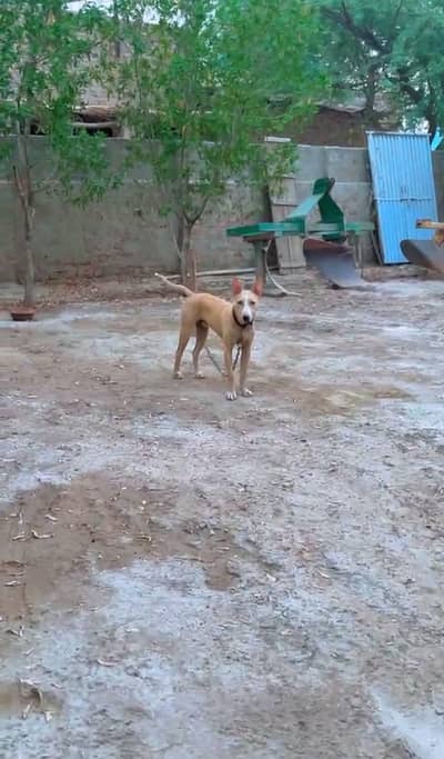 gultair male pupy