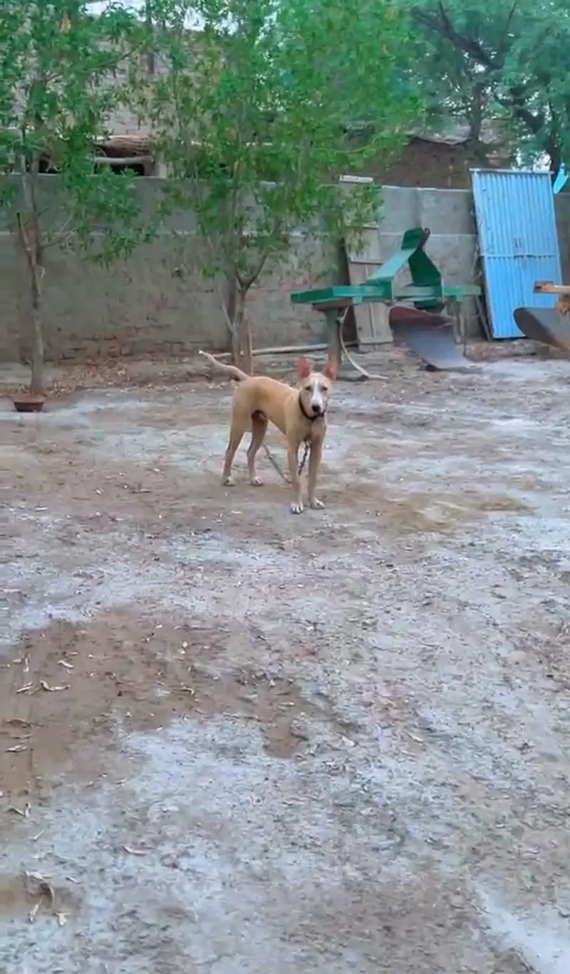 gultair male pupy