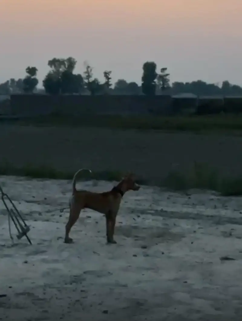 gultair male pupy — photo 2