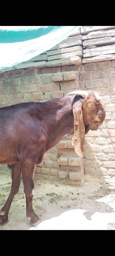 bhalwali beetal 03127142751
