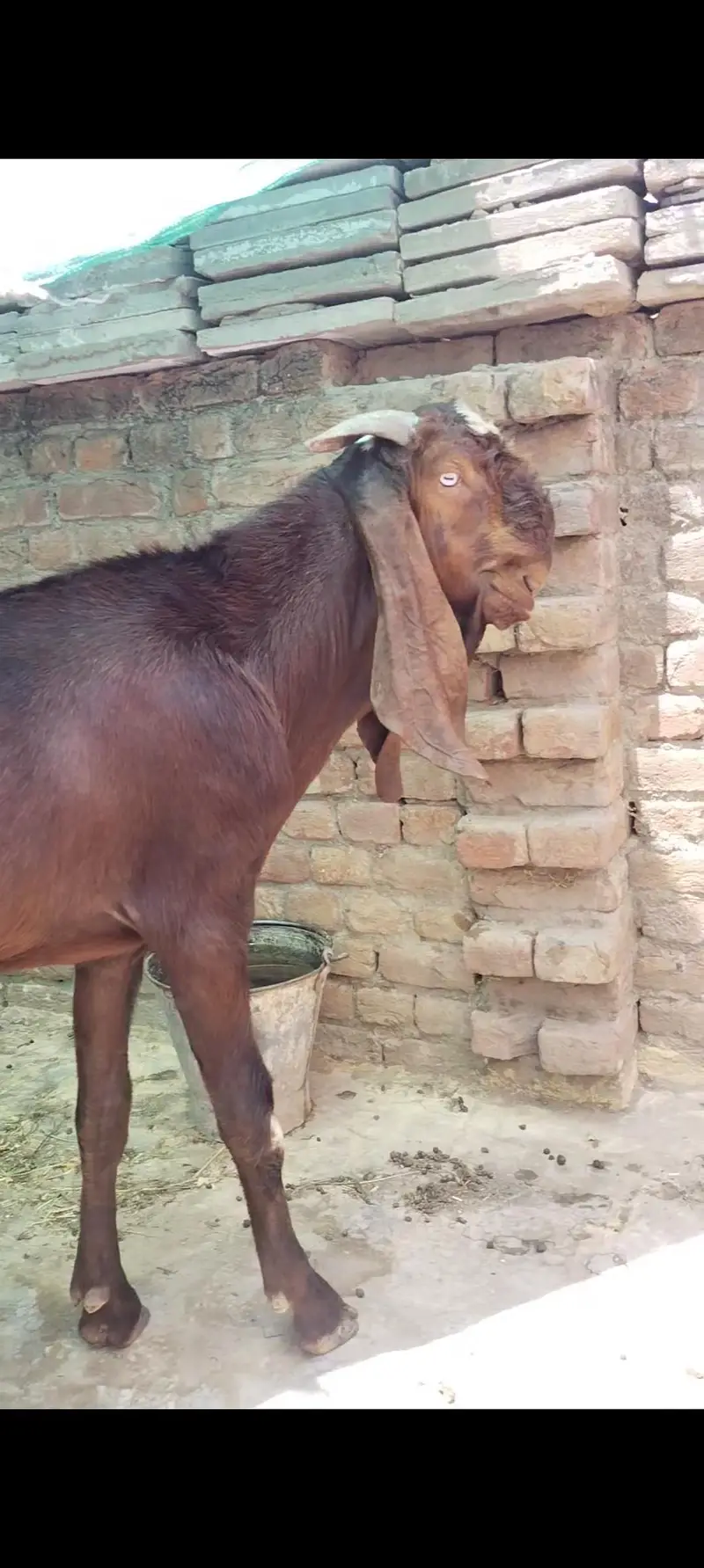 bhalwali beetal 03127142751 — photo 2
