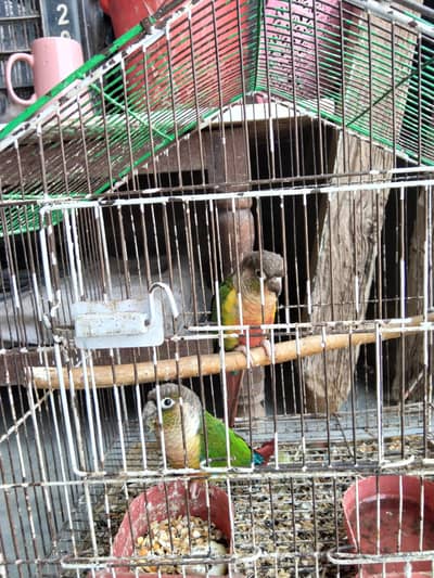 green chikk yellow sided