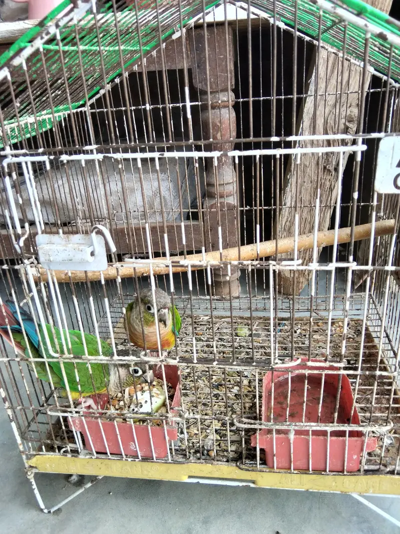 green chikk yellow sided — photo 2