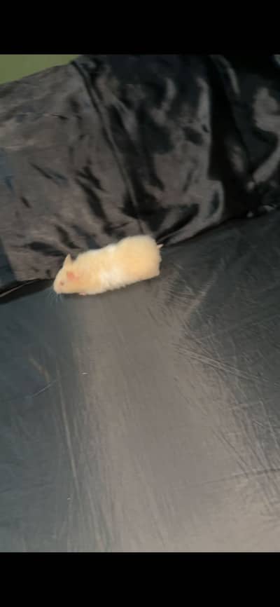 Female hamster 5 months old only in Sialkot