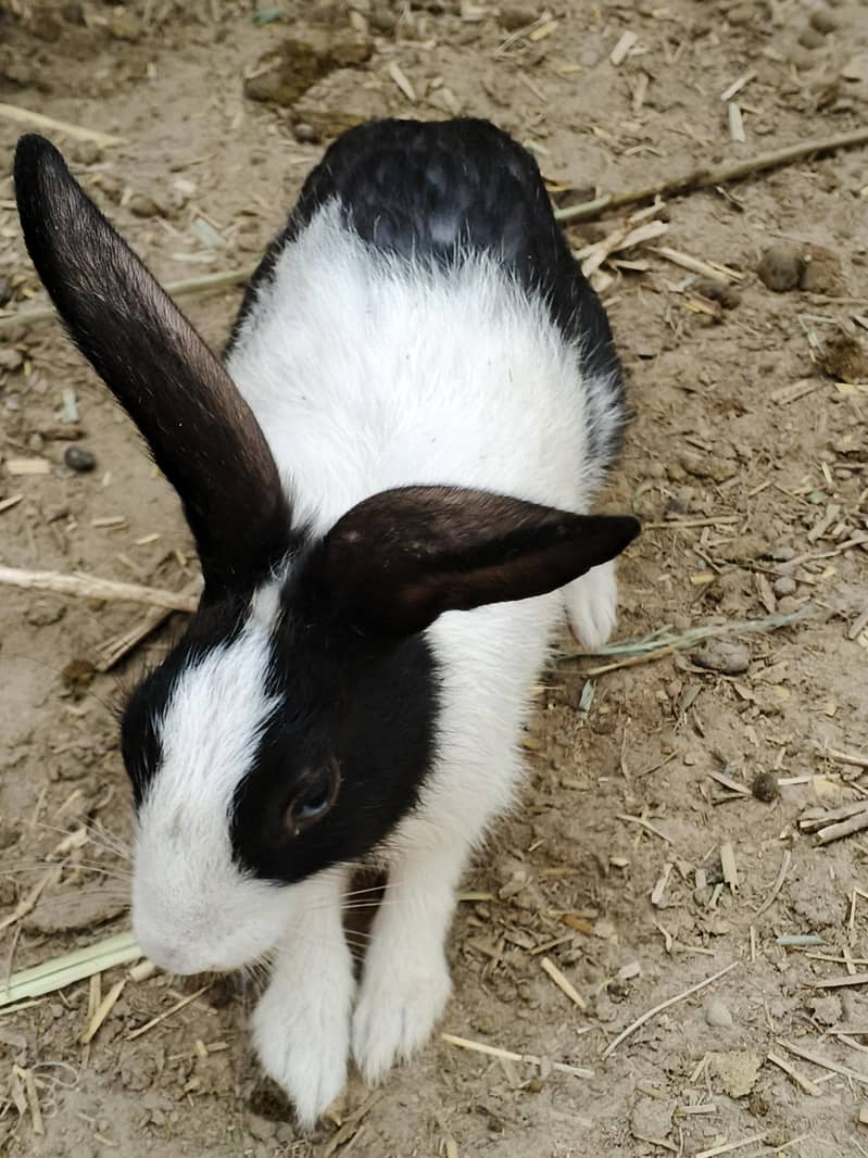 Rabbit 1