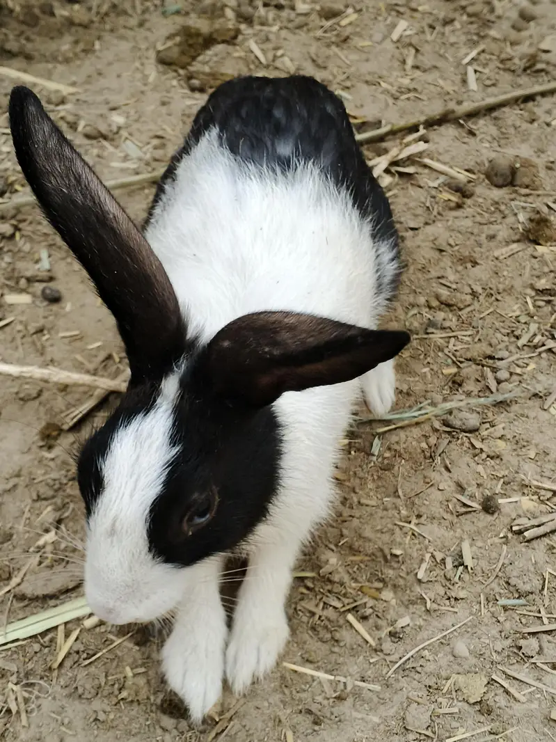 rabbit — photo 2
