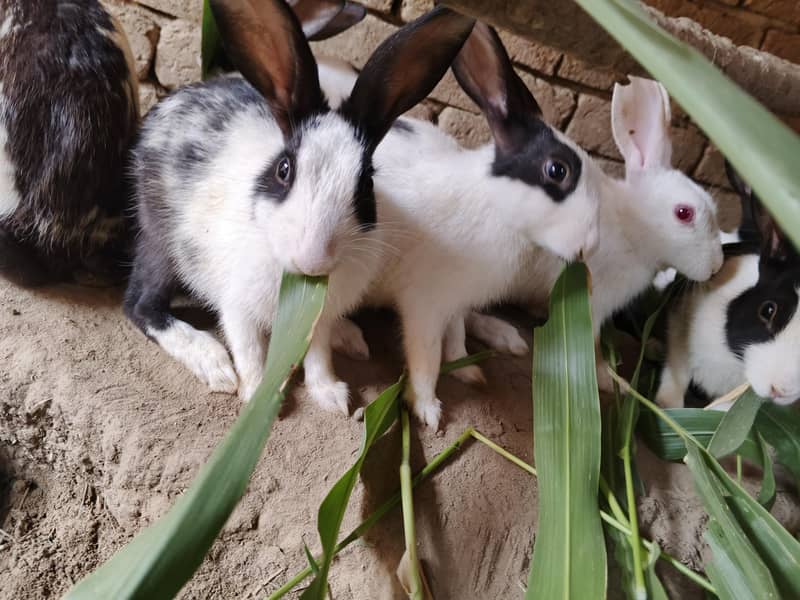 Rabbit 2
