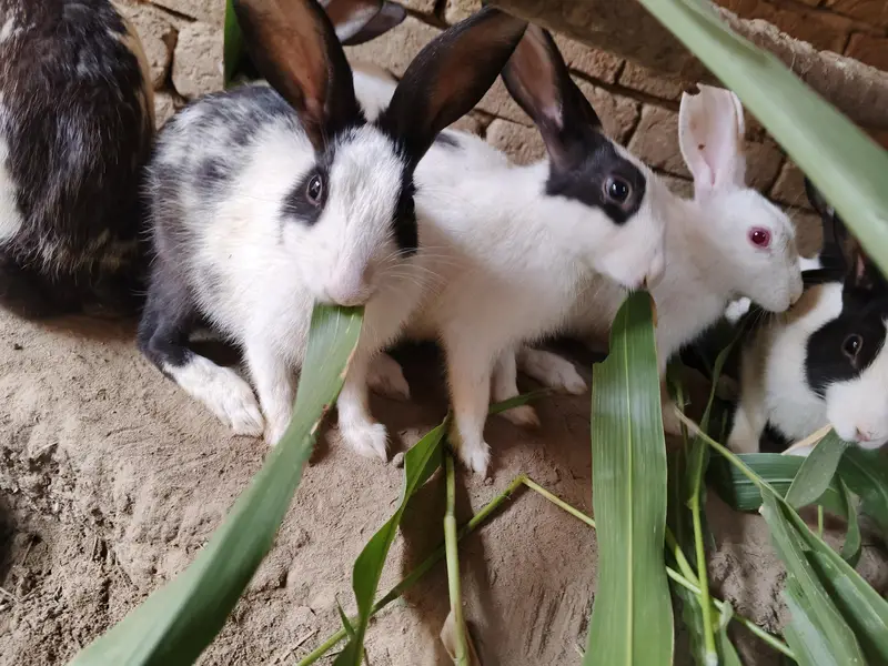 rabbit — photo 3