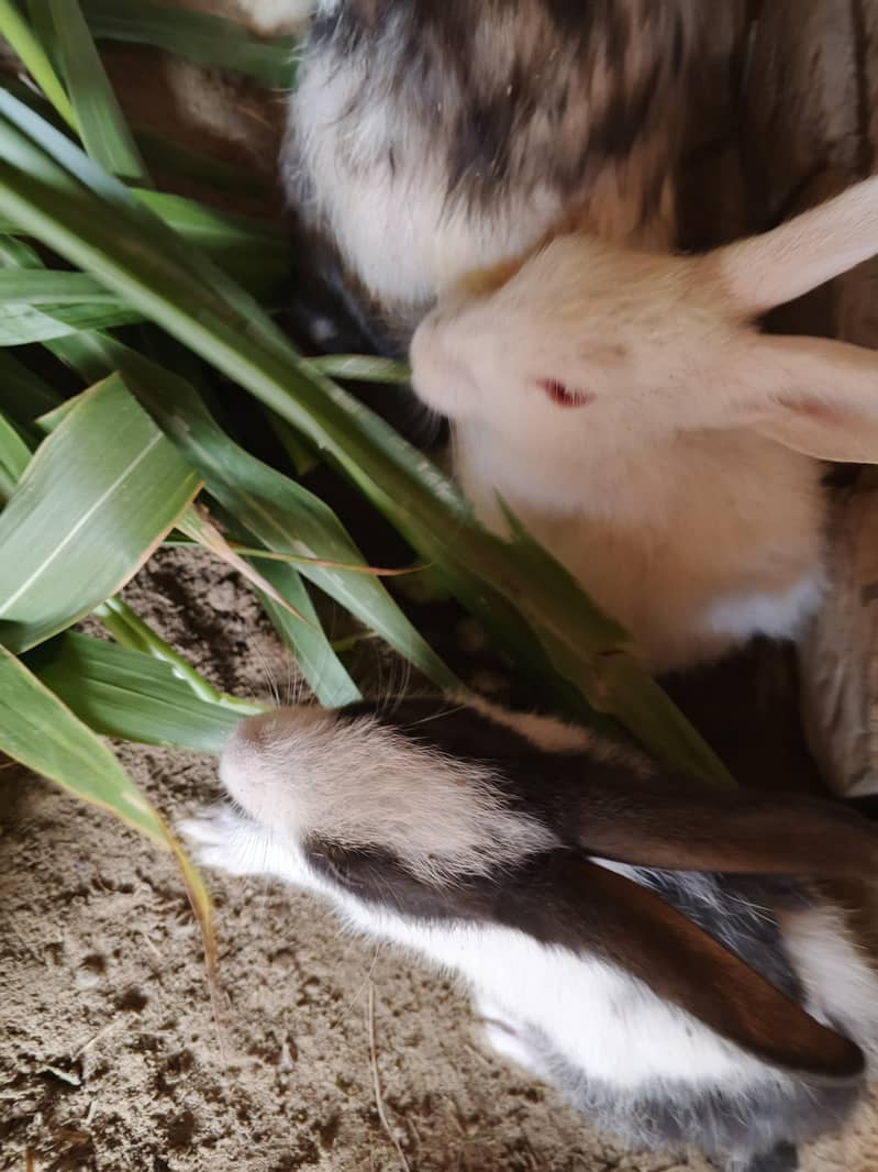 Rabbit 3