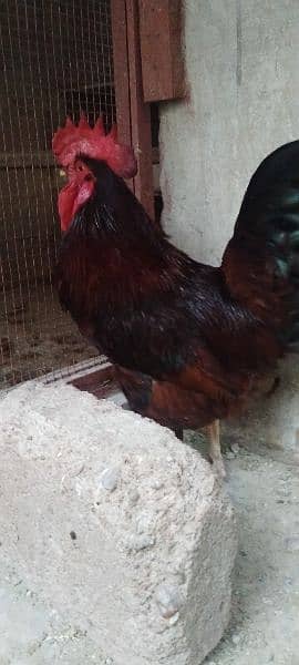 red island rhode male breeder