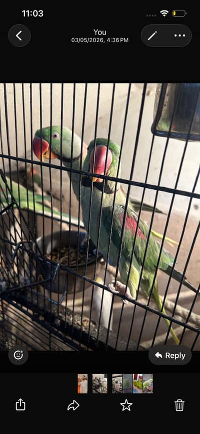 Raw Parrots Pair