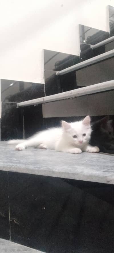 2 Months old kittens