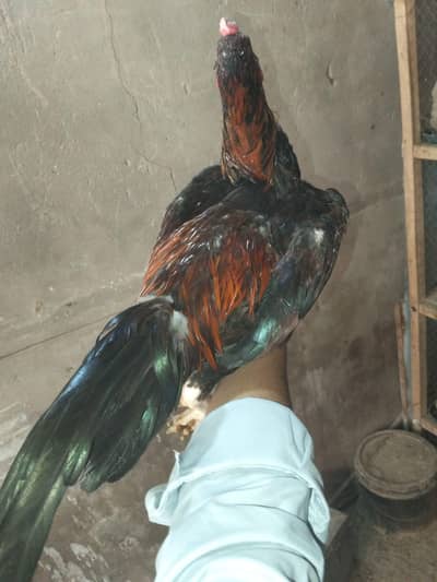 good blood and beutifull colors