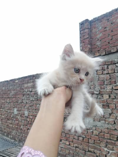 Urgent Male persian kitten|for sale triple coated