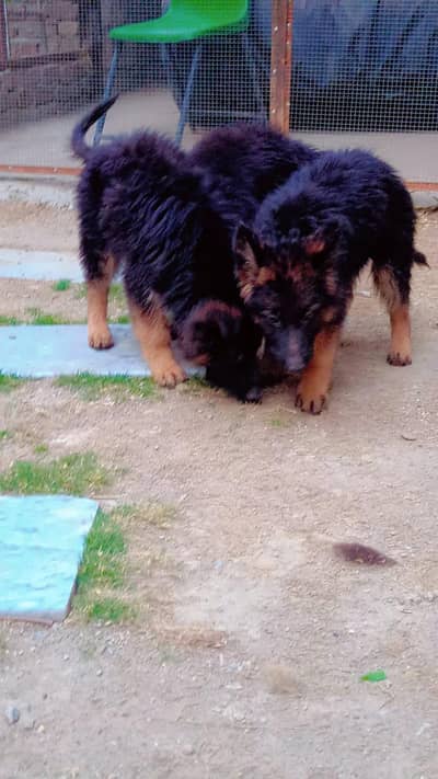 German shepherd puppy