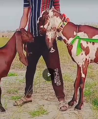 Pure Beetal D Face Breeding Kids for Sale - 50 Inch Bloodline`