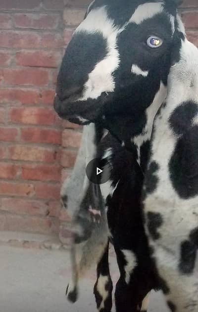 Pure Beetal D Face Breeding Kids for Sale - 50 Inch Bloodline`
