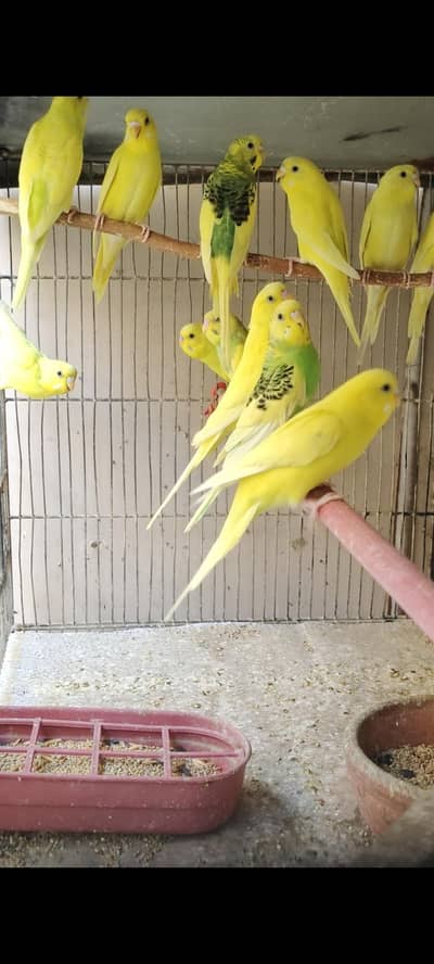 Australian budgies (parrot)