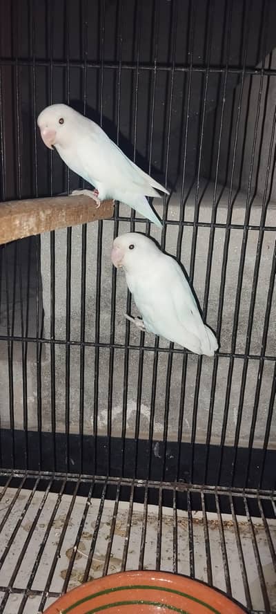 lovebird albino red eyes split with DNA