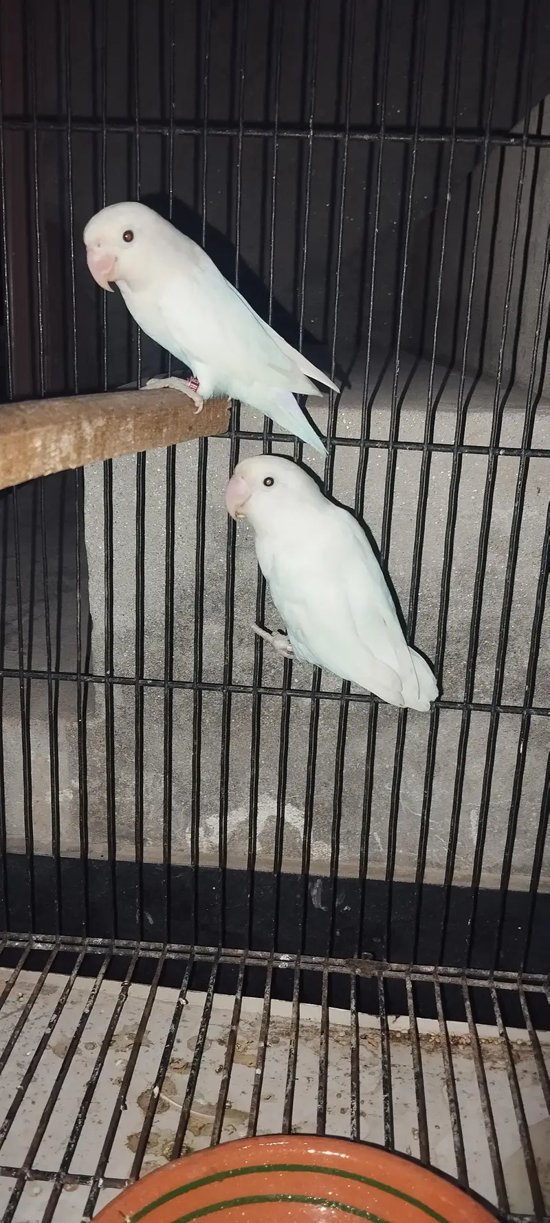 lovebird albino red eyes split with DNA — photo 2
