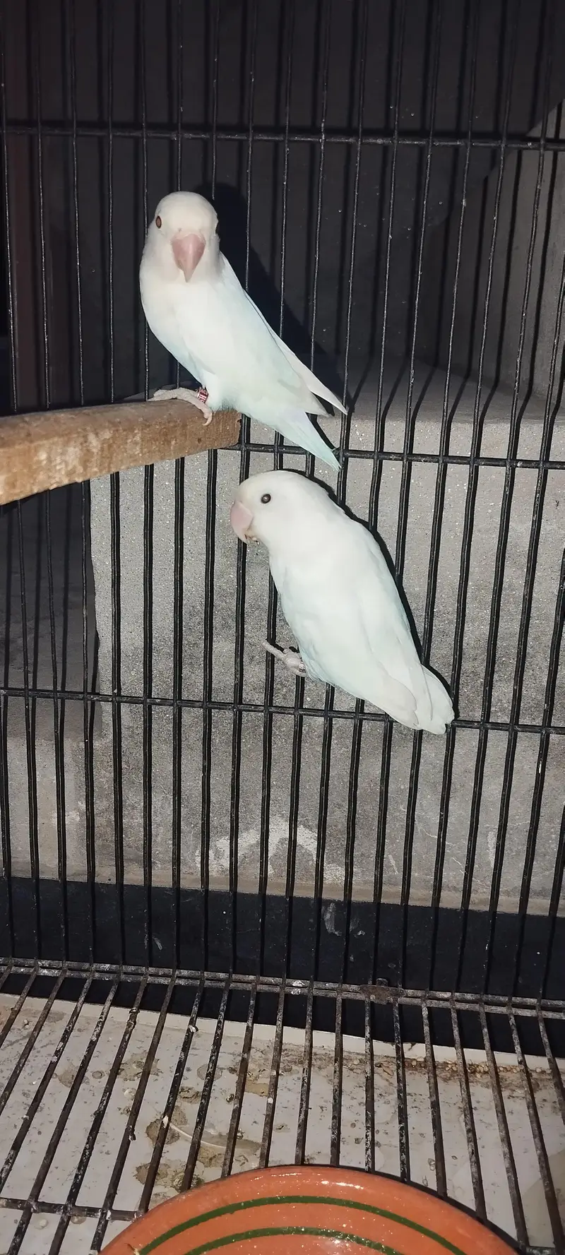 lovebird albino red eyes split with DNA — photo 3