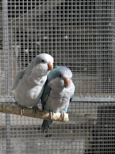 Monk parrot