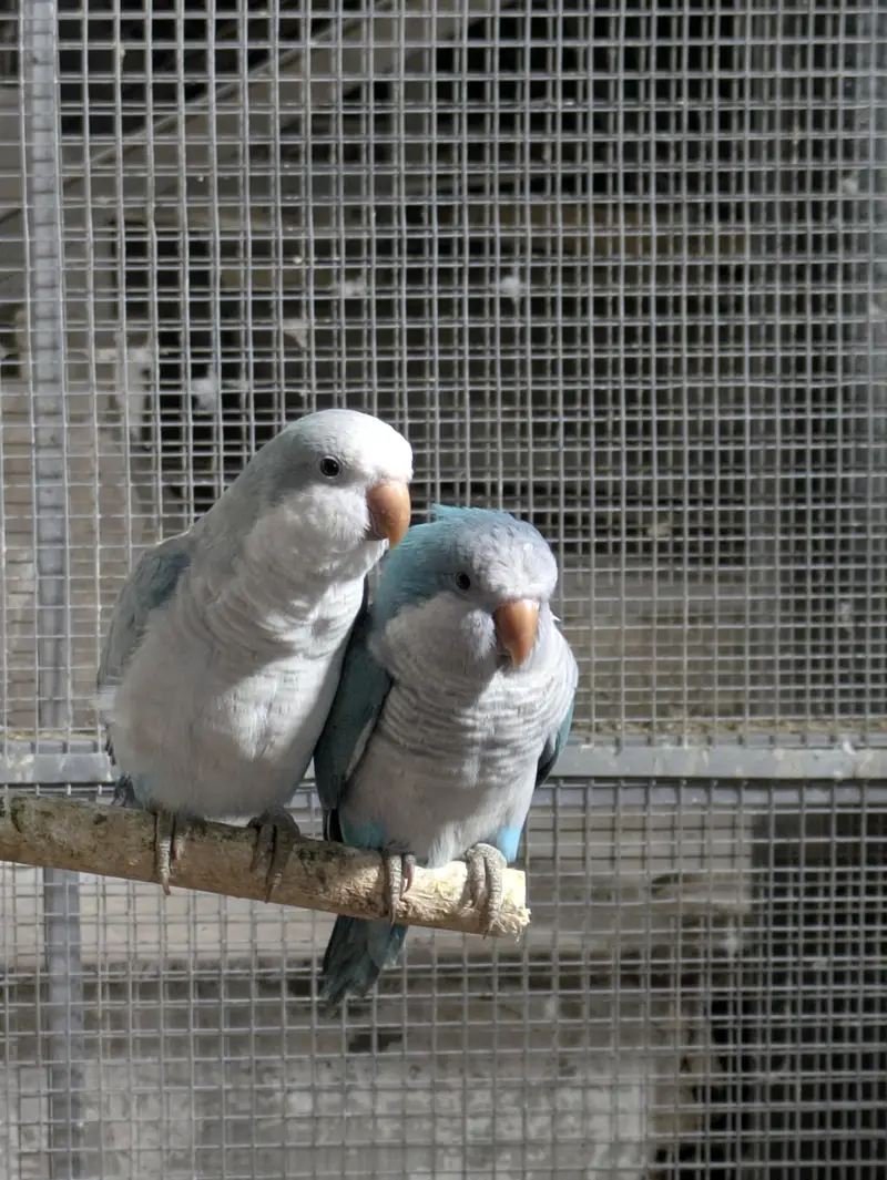 Monk parrot
