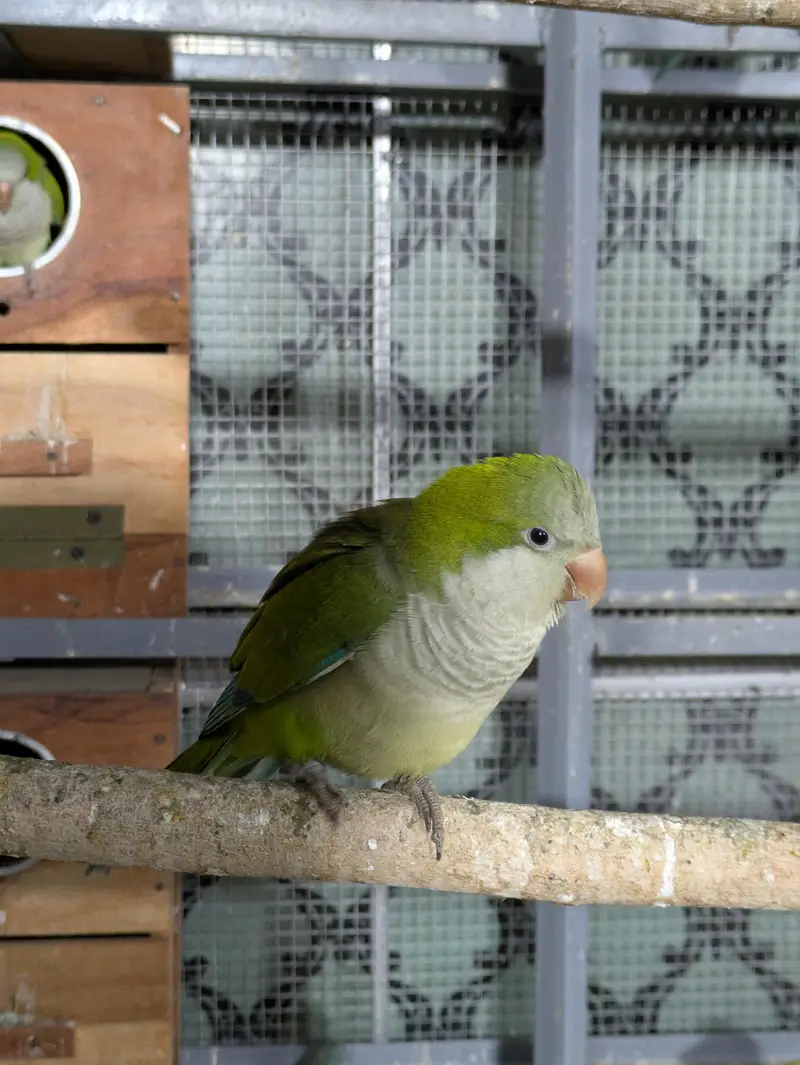 Monk parrot — photo 2