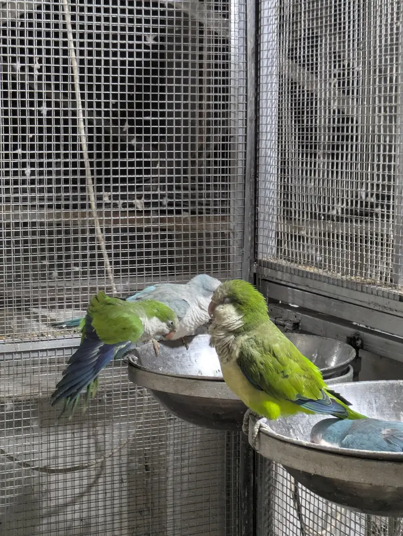 Monk parrot — photo 3