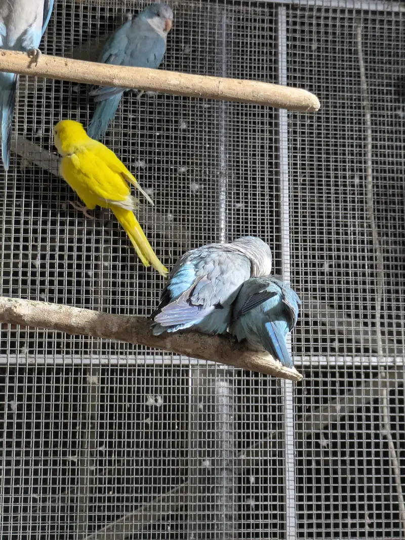 Monk parrot — photo 4