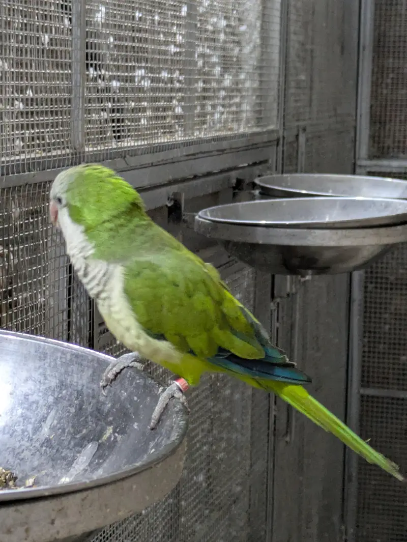 Monk parrot — photo 5