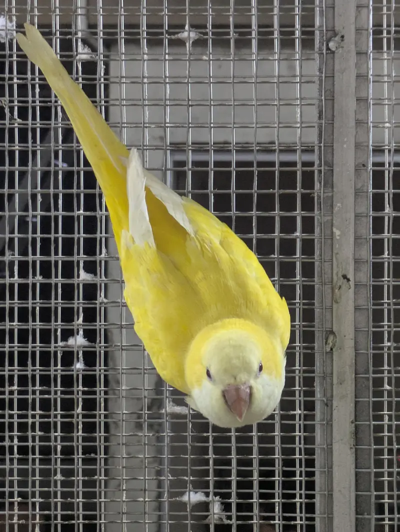 Monk parrot — photo 6