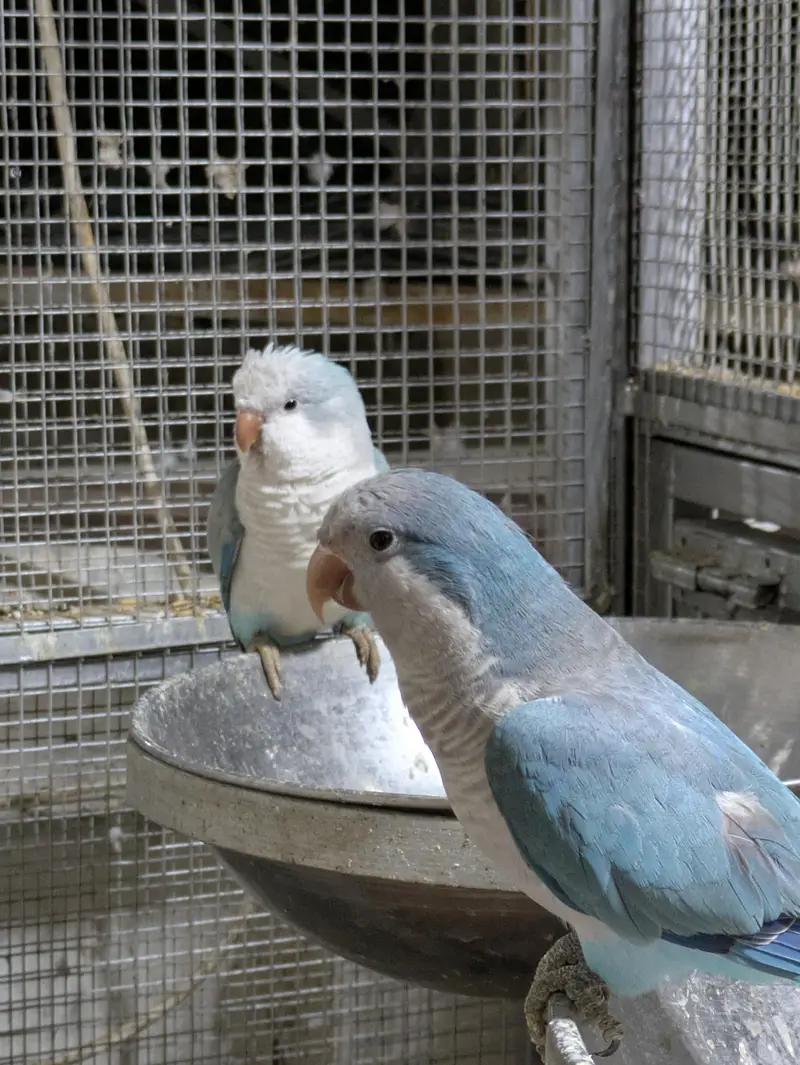 Monk parrot — photo 7