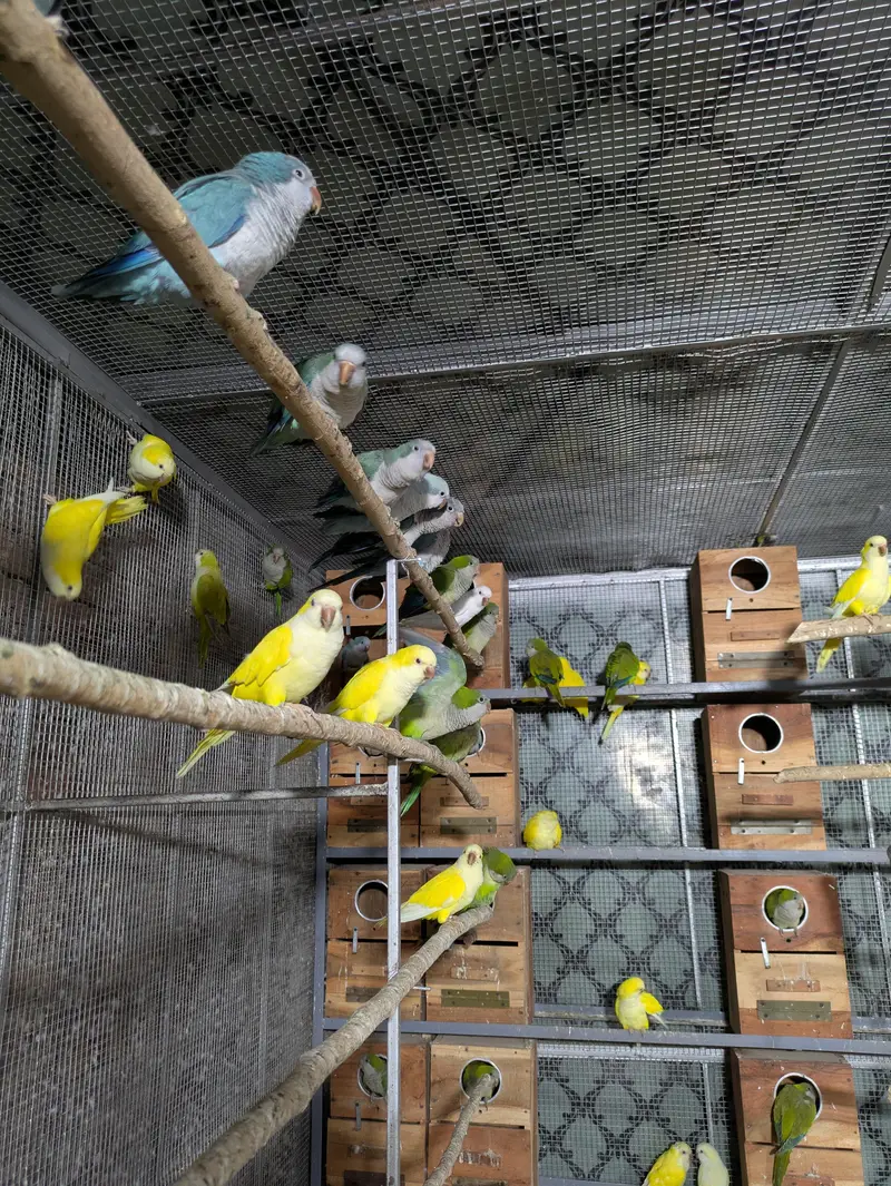 Monk parrot — photo 8