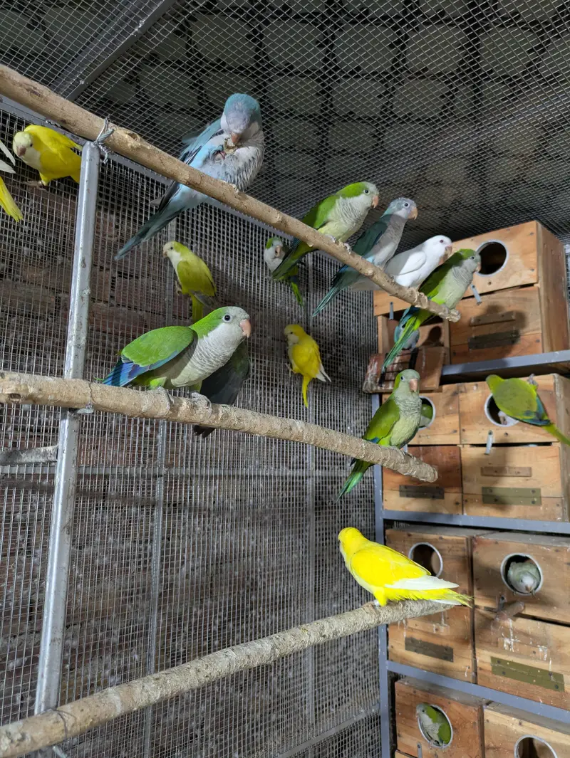 Monk parrot — photo 9