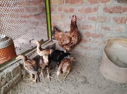 Aseel hen with 5 chicks for sale
