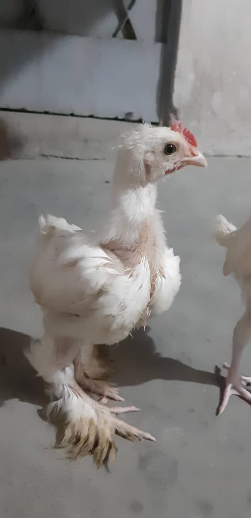 White Buff Chicks 0