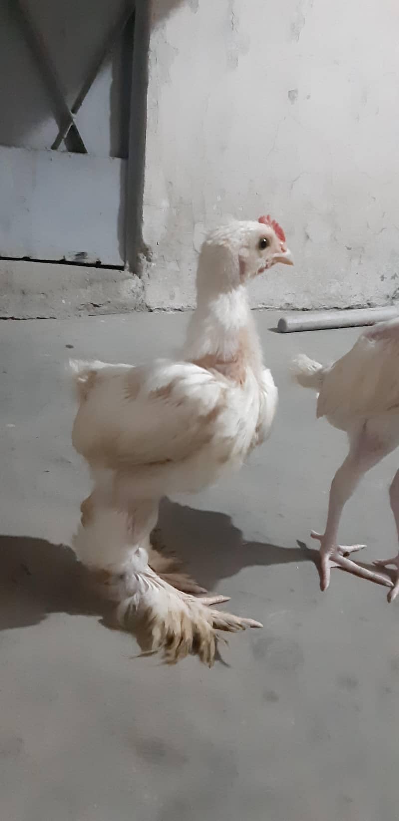 White Buff Chicks 1