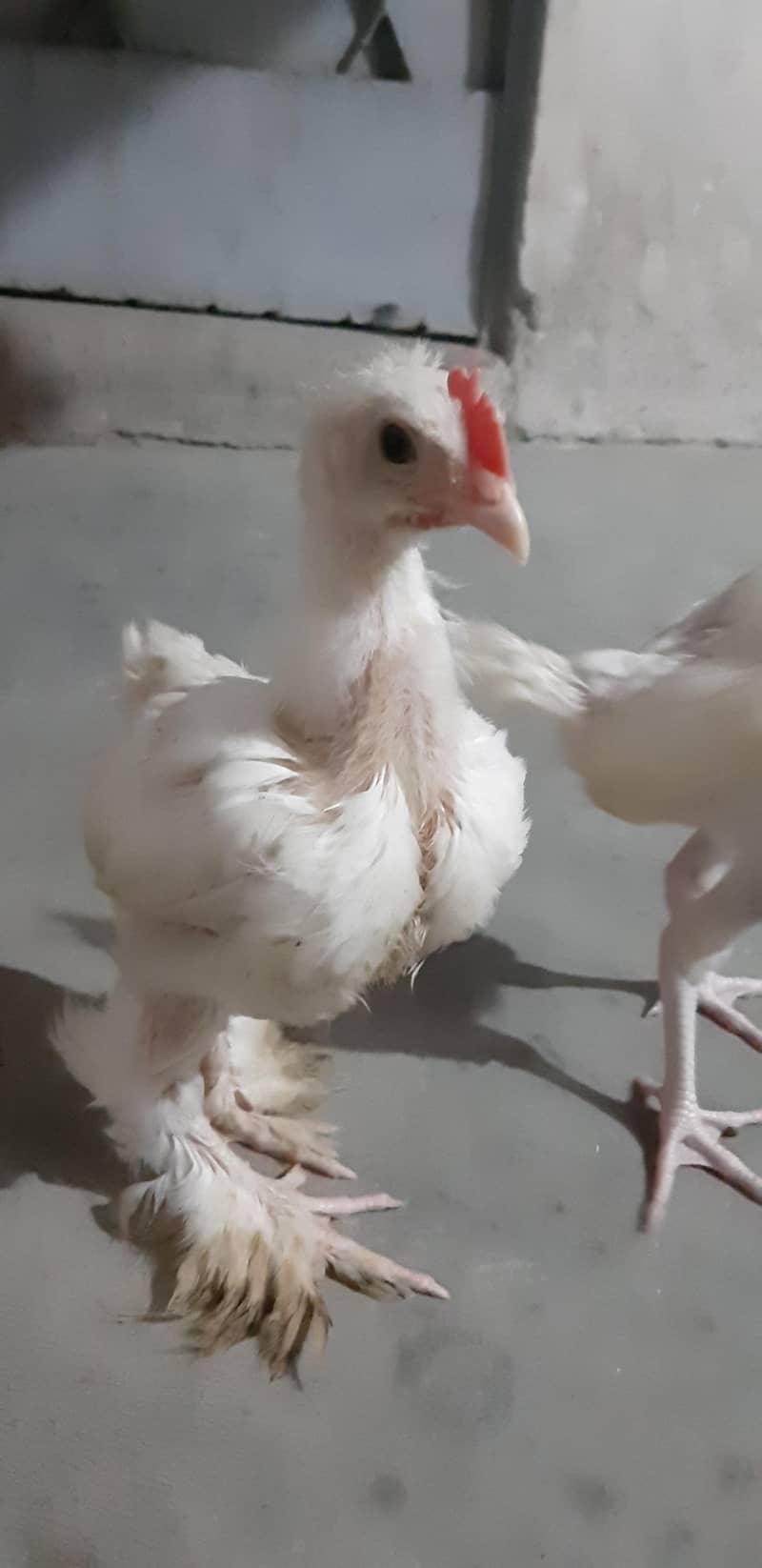 White Buff Chicks 2