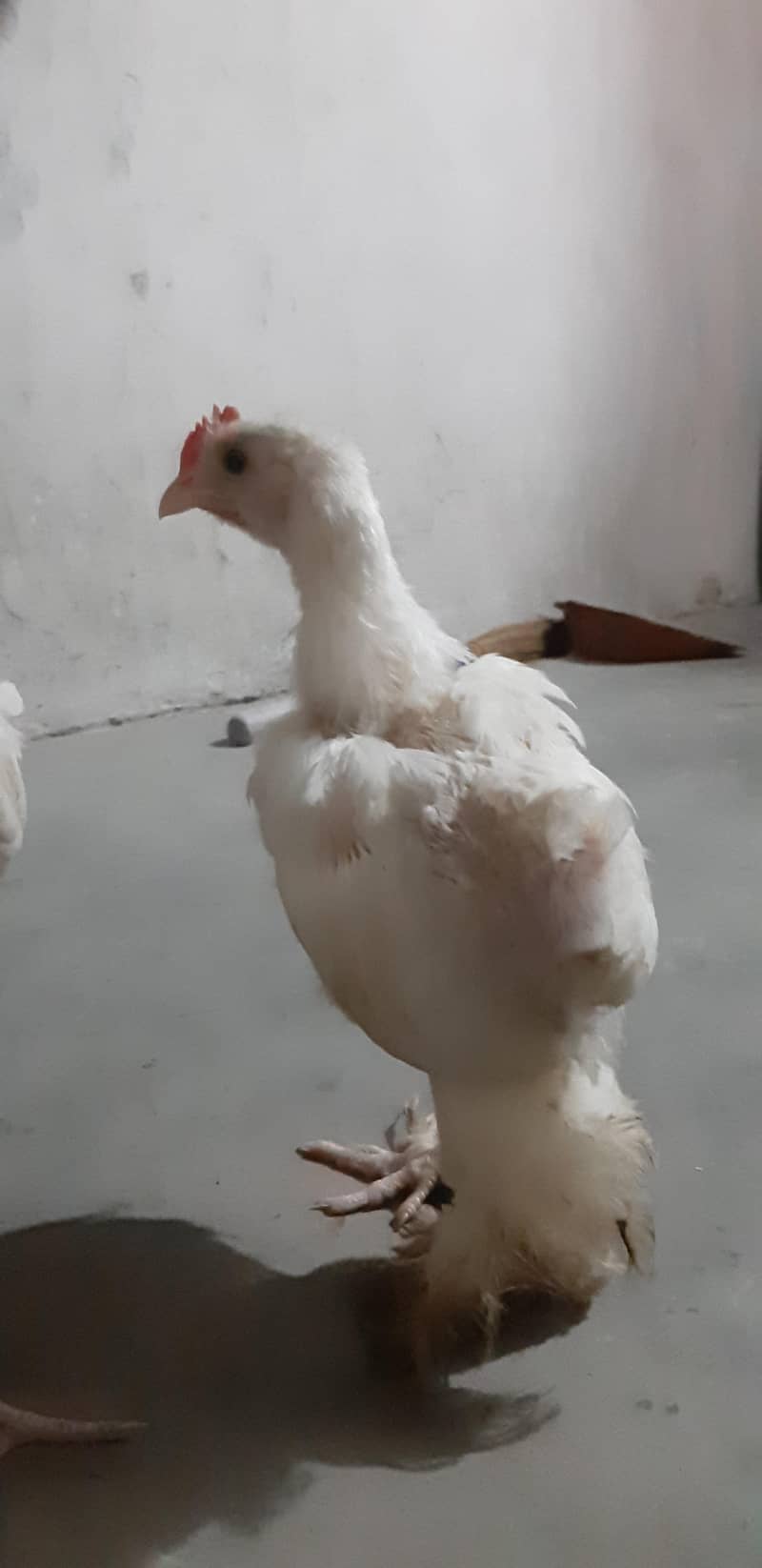 White Buff Chicks 3