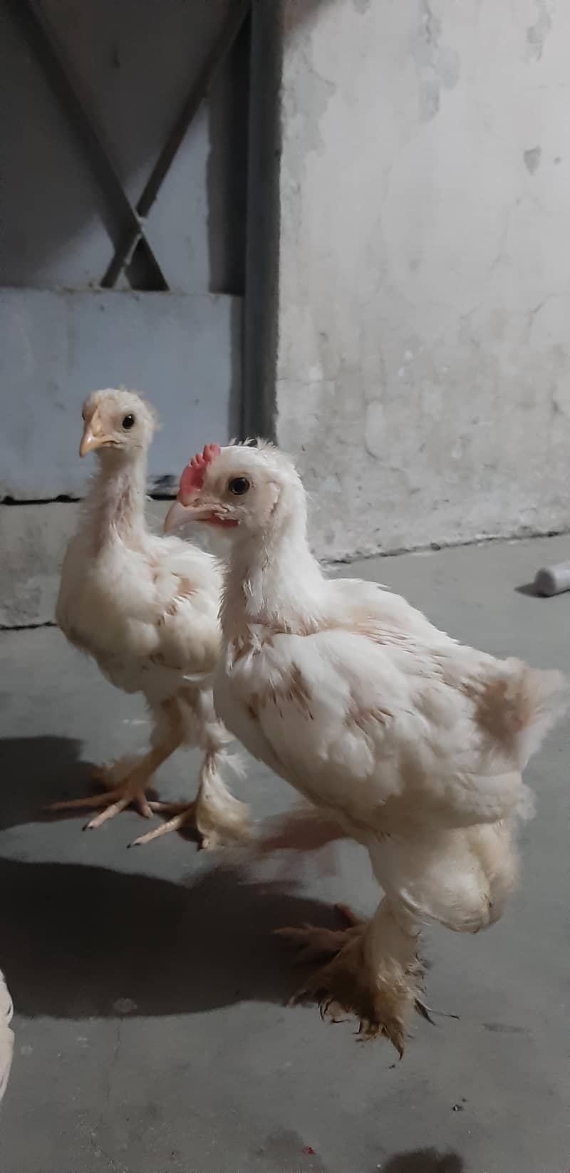 White Buff Chicks 4