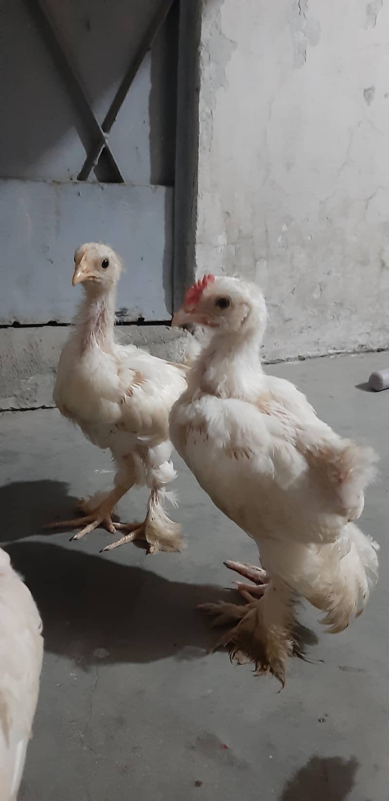 White Buff Chicks 5