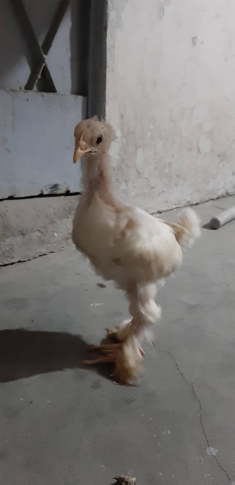 White Buff Chicks 6