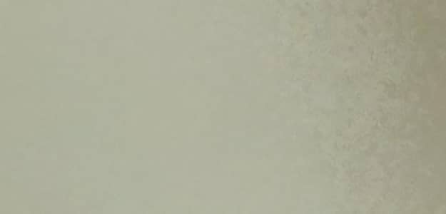 White Hiline layer chicks