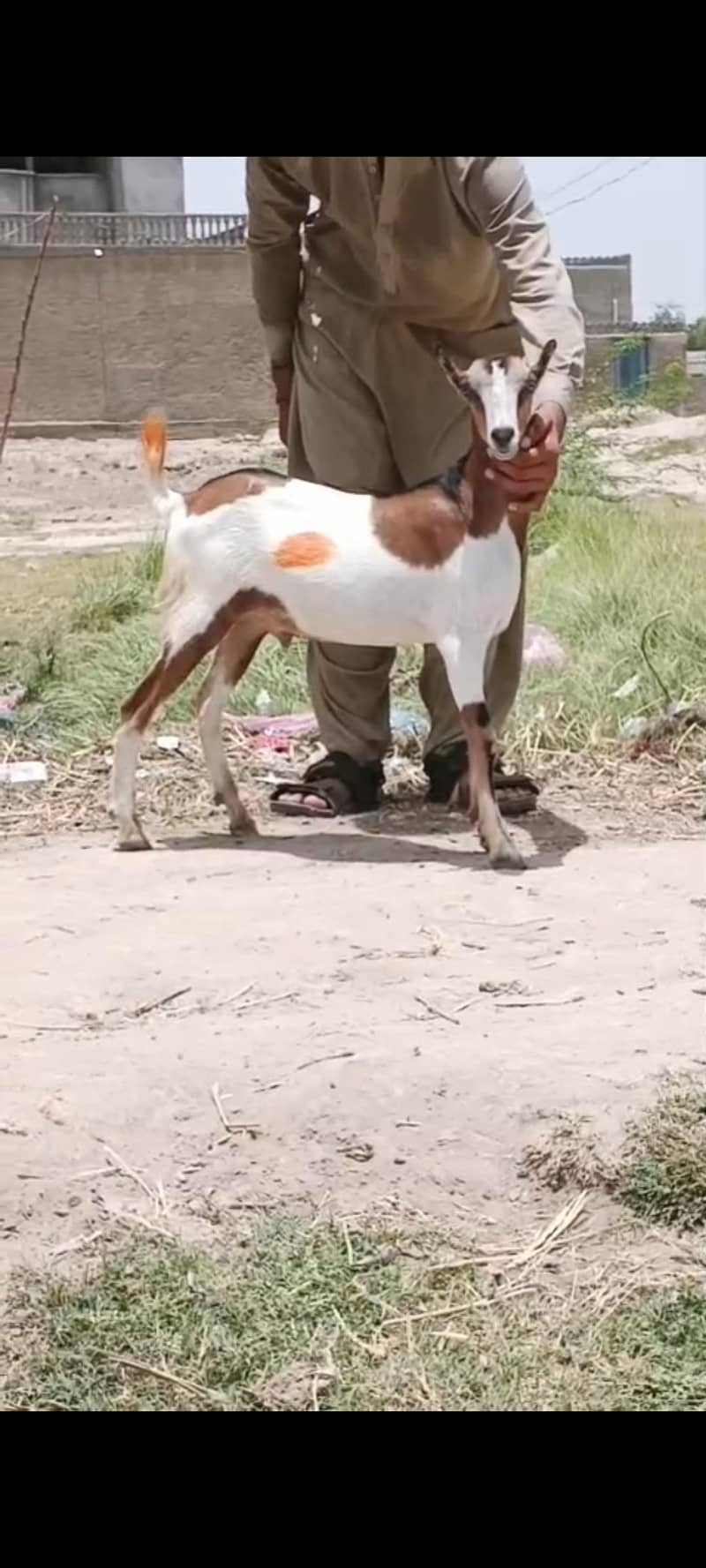  فل بیوٹی اور خوبصورت ٹیڈی بکرا فروخت کے لیے دستیاب 0