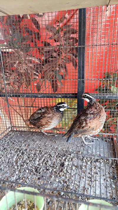 Breeder Females rose comb