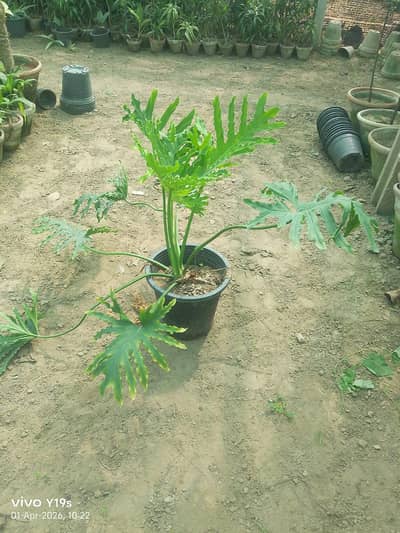 Anwaar Plants Nursery