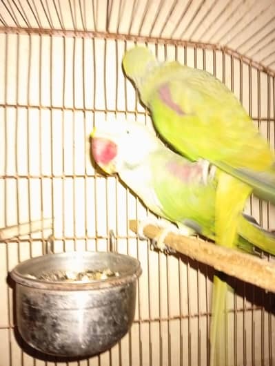 raw parrot pair male tame