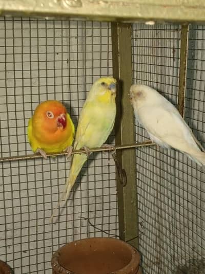 Australian and love bird