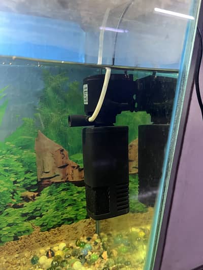 Fish Aquarium